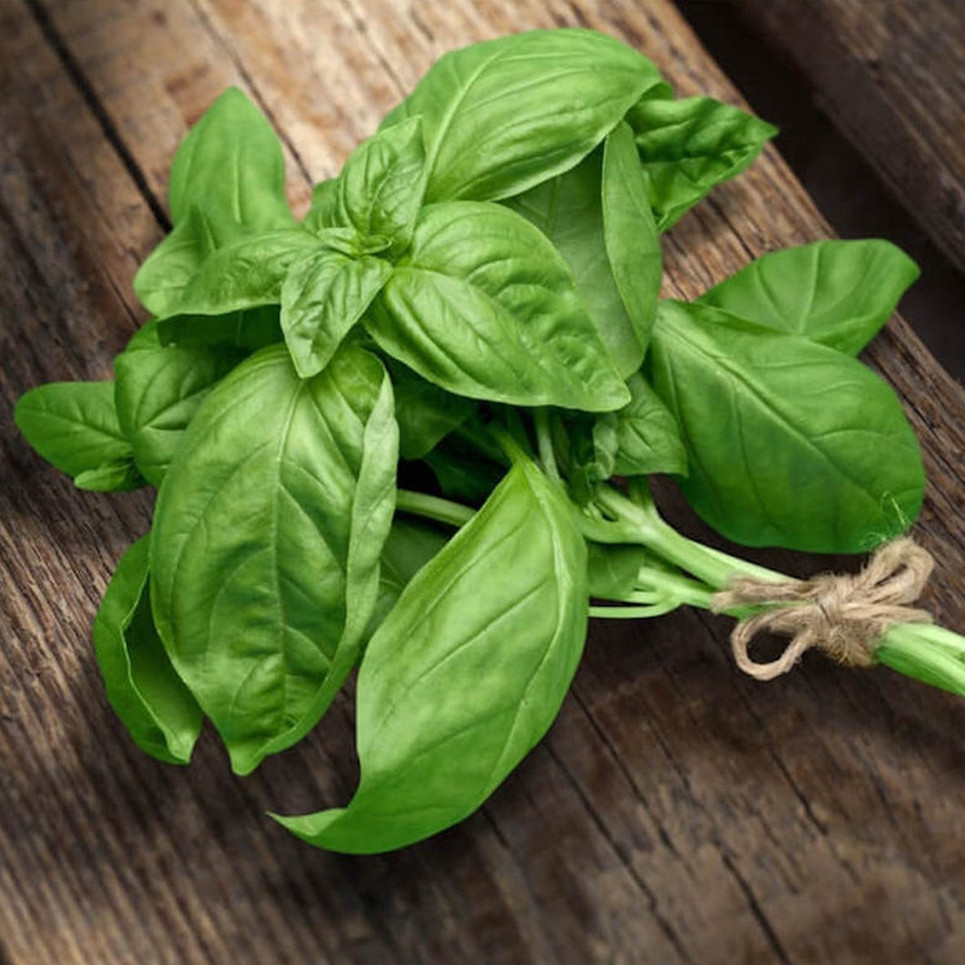 Extra Fresh Basil